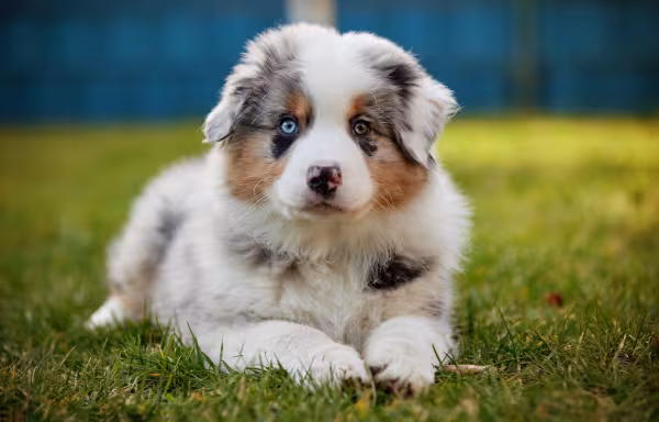 Filhote da raça Border Collie com pelagem marmorizada