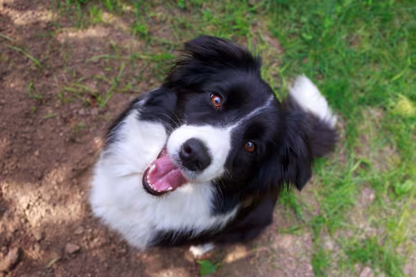 Cachorro da raça Border Collie branco e preto em close visto de cima