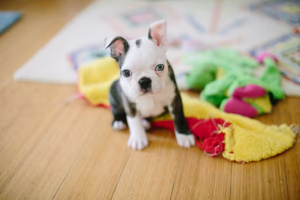 Filhote de cachorro Boston Terrier