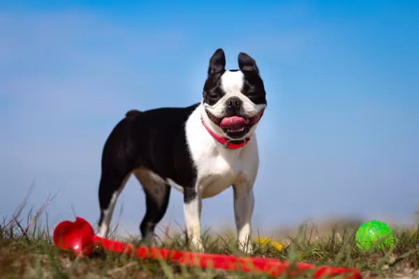 Boston Terrier em ambiente externo com fundo de céu azul