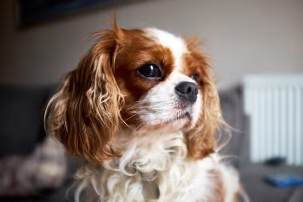 Cachorro Cavalier King Charles Spaniel de perfil