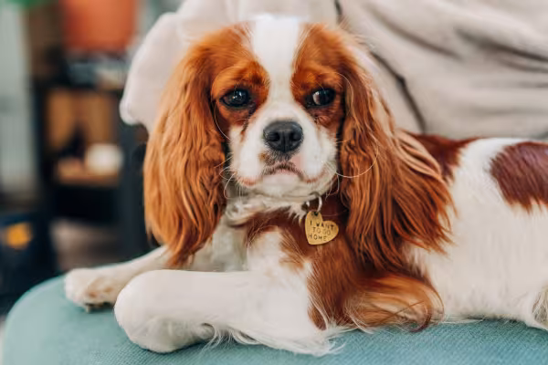 Cachorro Cavalier King Charles Spaniel deitado
