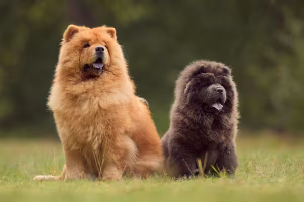 Cachorro marrom e cachorro preto da raça Chow Chow