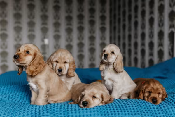 Filhotes de Cocker Spaniel em uma cama azul