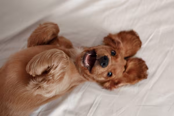 Cachorro Cocker Spaniel deitado com a barriga para cima