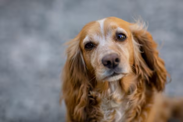 Cachorro Cocker Spaniel em close up