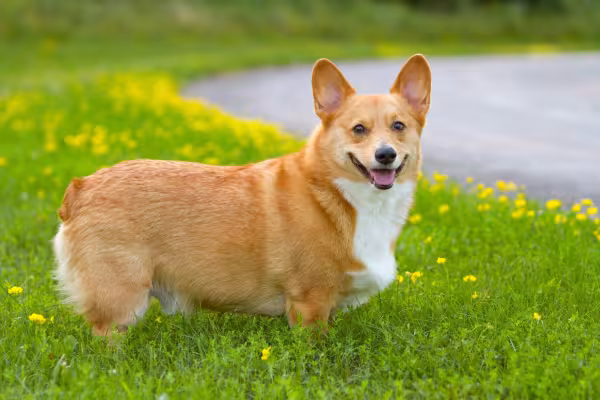 Cachorro Corgi em ambiente externo