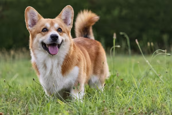 Cachorro Corgi em ambiente externo