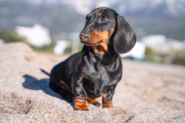 Cachorro Dachshund preto na praia