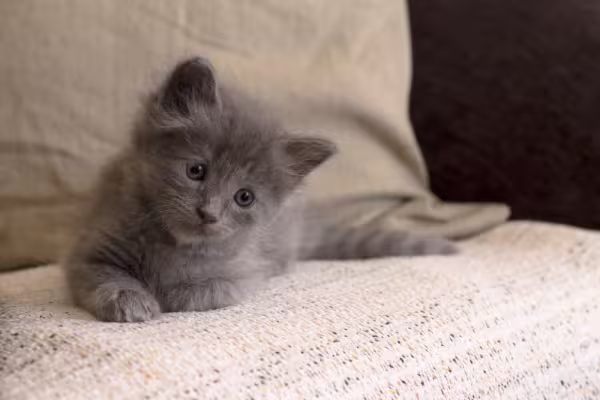 Gato Angorá cinza filhote