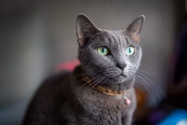 Gato cinza da raça Azul Russo