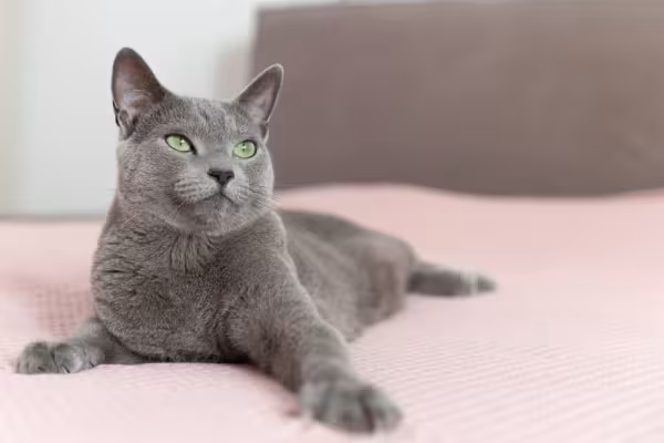 Gato cinza da raça Azul Russo deitado