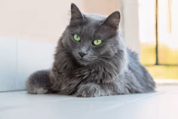 Gato cinza da raça Nebelung deitado no chão