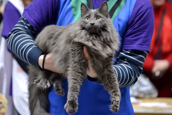 Gato cinza da raça Nebelung sendo segurado por uma mulher