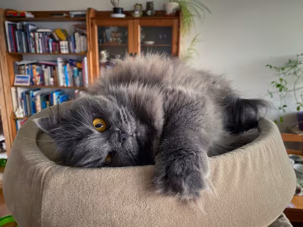 Gato cinza da raça Persa deitado em close
