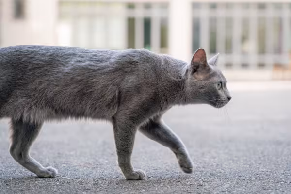 Gato cinza vira-lata andando na rua