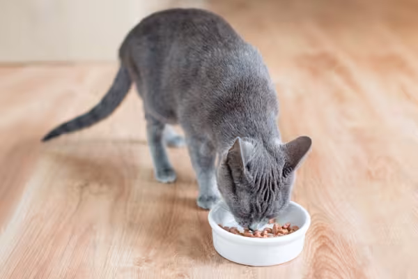 Gato cinza vira-lata comendo em um potinho
