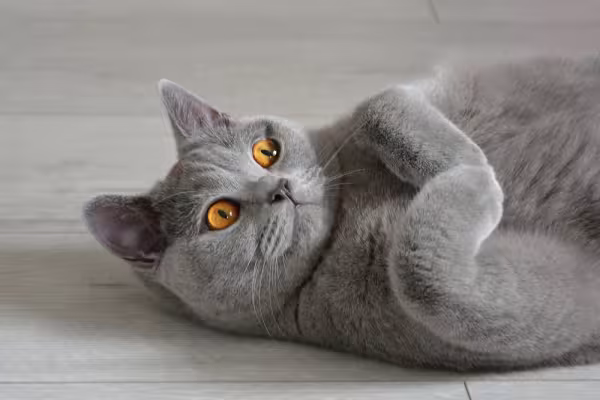 Gato de pelo curto inglês deitado no chão de barriga para cima