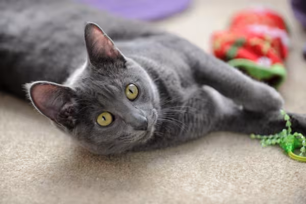 Gato cinza da raça Korat deitado