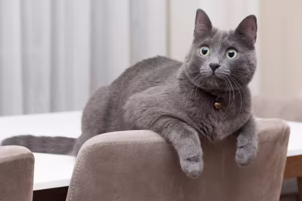 Gato cinza da raça Korat apoiado no encosto de uma cadeira
