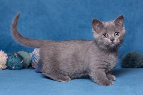 Gato Munchkin cinza em fundo azul