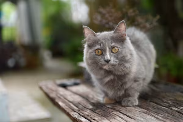 Gato Munchkin cinza em cima de um banco em área externa