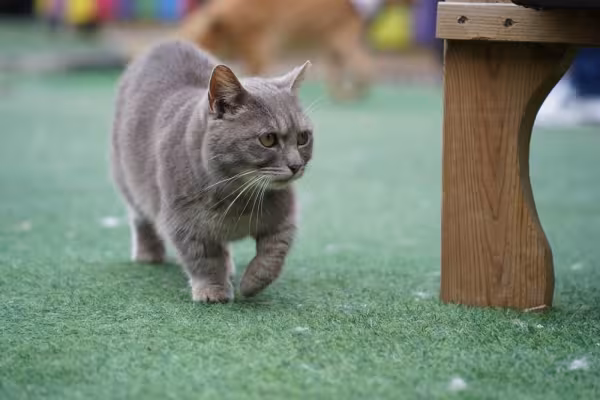Gato Munchkin cinza andando em área externa