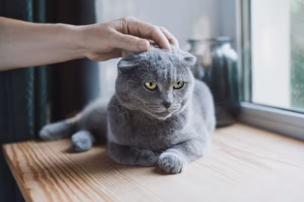 Gato Scottish Fold cinza recebendo carinho na cabeça