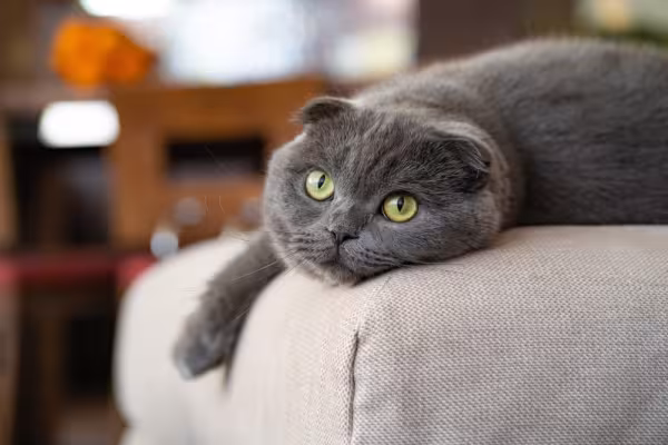 Gato Scottish Fold cinza deitado
