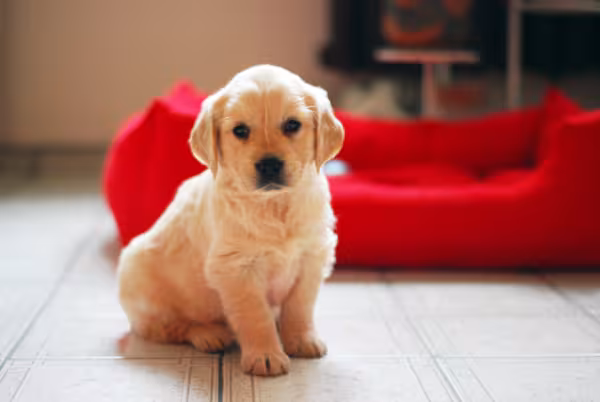 Filhote de Golden Retriever em ambiente interno