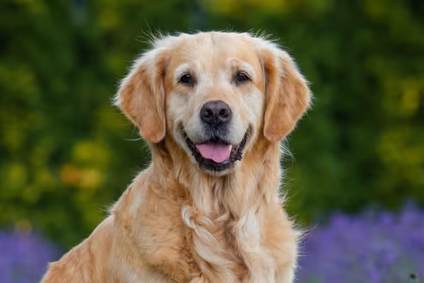 Cachorro da raça F em ambiente externo