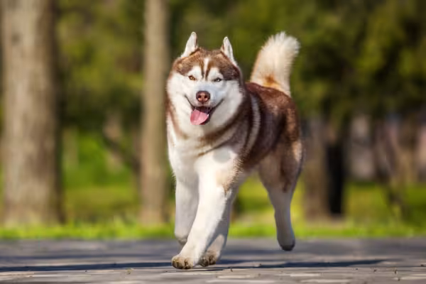 Husky Siberiano marrom correndo em área externa