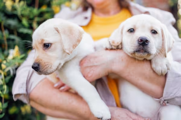 Dois filhotes de Labrador bege no colo de uma mulher
