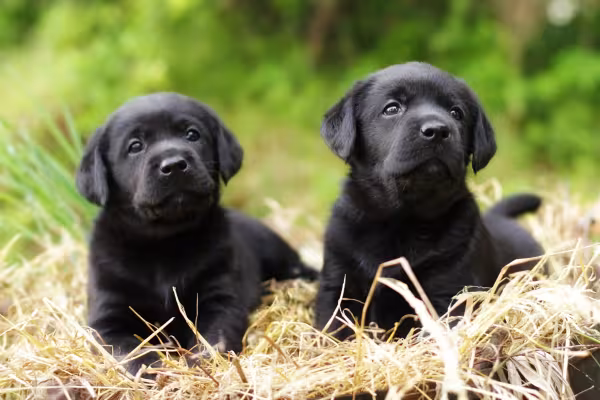 Dois filhotes de Labrador em cima de palha