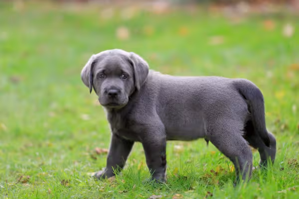 Filhotes de Labrador preto andando na grama