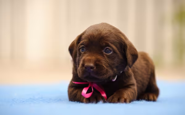 Filhotes de Labrador marrom deitado no chão