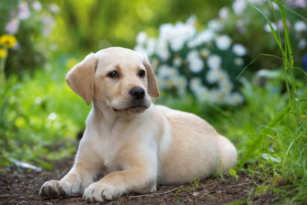Filhotes de Labrador bege deitado no chão de ambiente externo