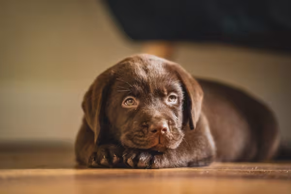 Filhote de Labrador marrom deitado no chão