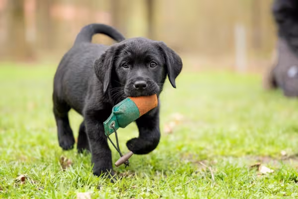 Filhote de Labrador preto andando na grama com brinquedo na boca