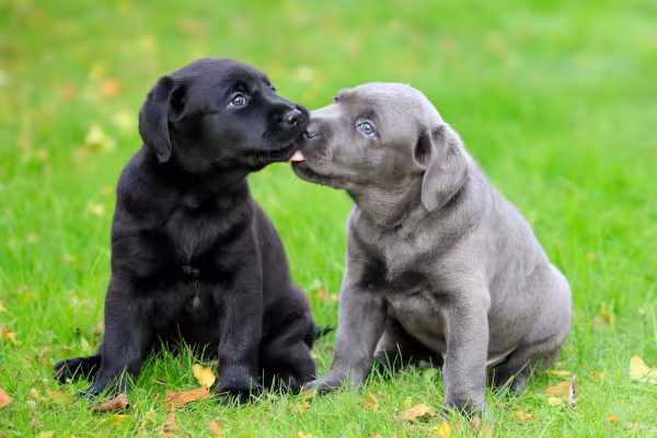 Filhotes de Labrador sentados na grama