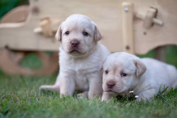 Filhotes de Labrador caramelo em ambiente externo