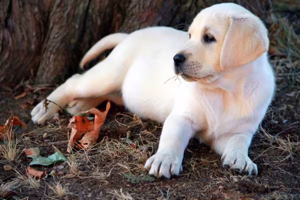 Filhote de Labrador caramelo deitado no chão