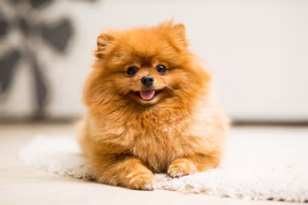 Cachorro da raça Lulu da Pomerânia marrom deitado em cima de um tapete