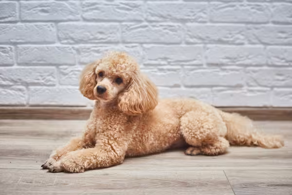 Cachorro da raça Poodle deitado no chão