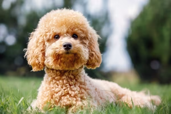 Cachorro Poodle de pelo marrom deitado na grama