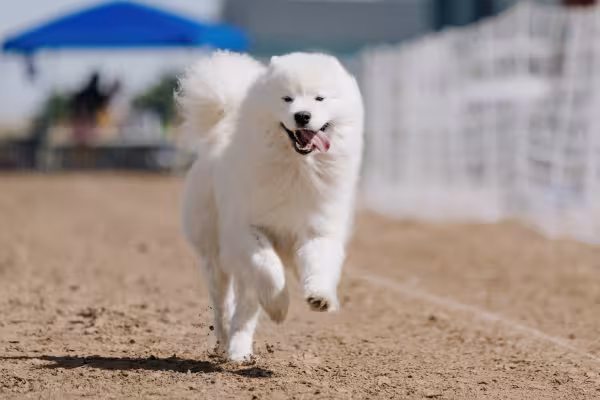 Cachorro Samoieda correndo em área externa com a língua para fora