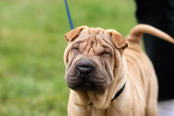 Cachorro Shar Pei andando com coleira em ambiente externo