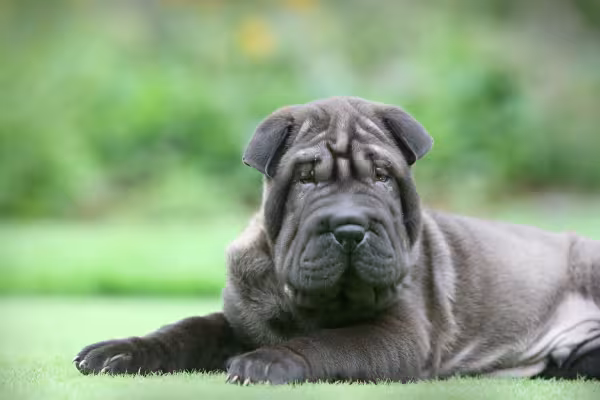 Cachorro Shar Pei preto deitado no chão