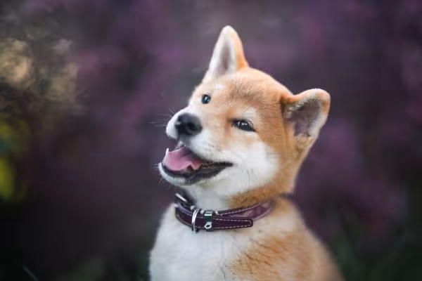 Cachorro Shiba Inu em close up