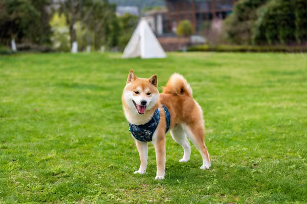 Cachorro Shiba Inu em ambiente externo